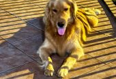 Golden retriever puppies