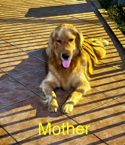 Golden retriever puppies