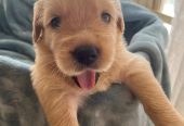 Golden retriever puppies