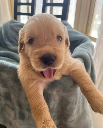 Golden retriever puppies