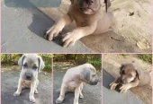 Cane Corso Puppies