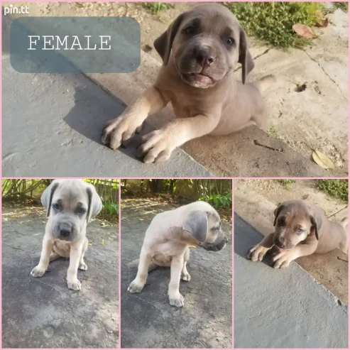 Cane Corso Puppies