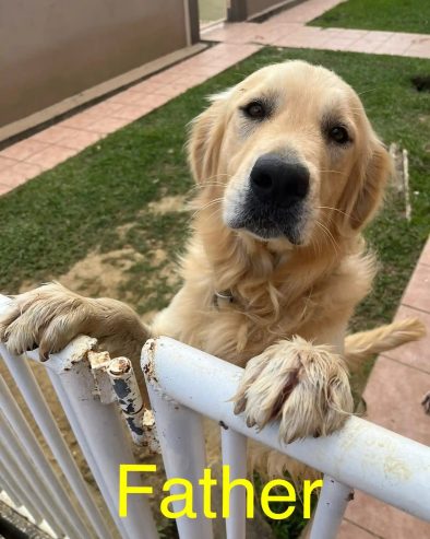 Golden retriever puppies