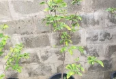 Red Sugar Apple Plants