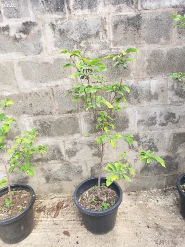 Red Sugar Apple Plants