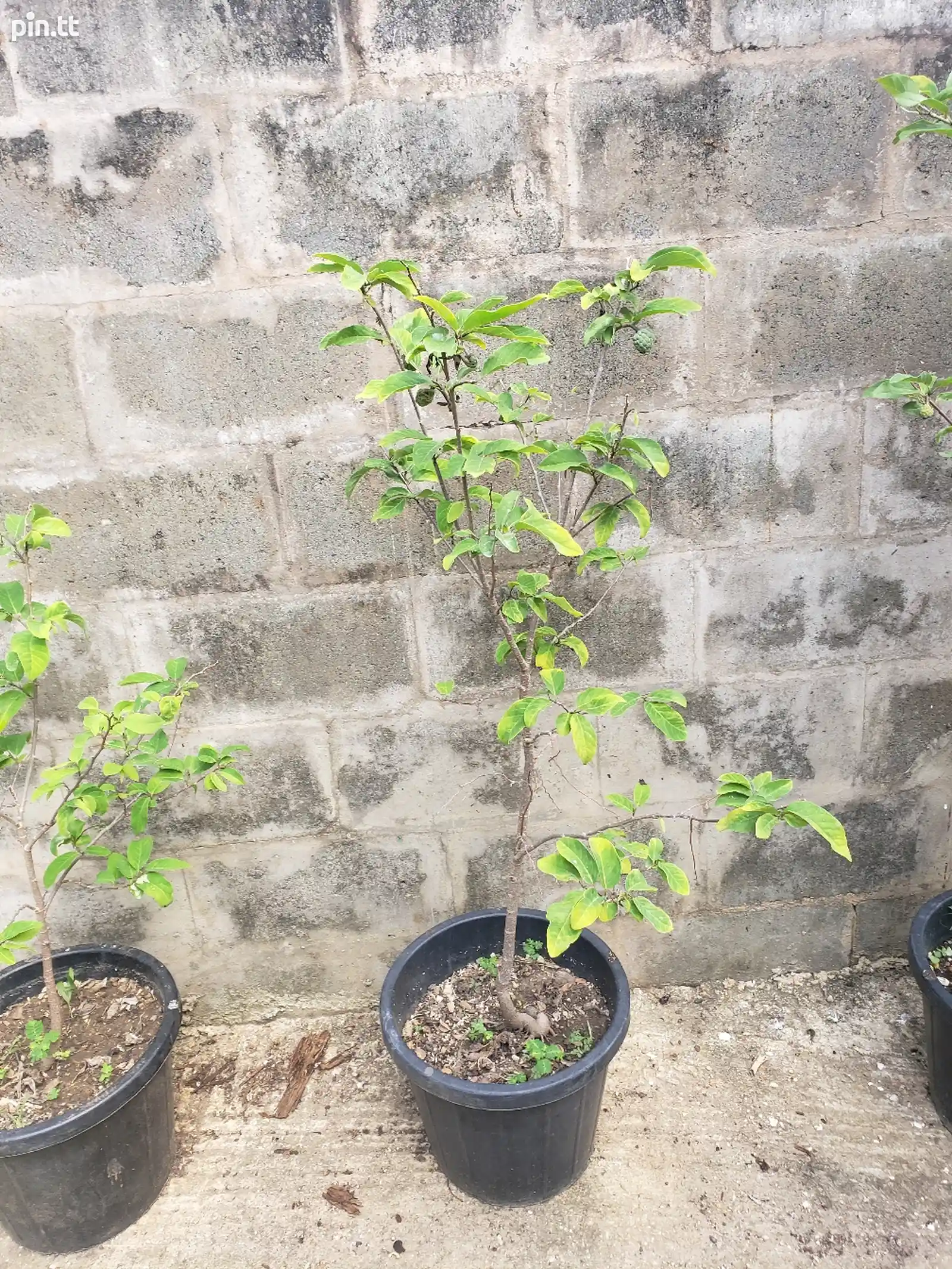 Red Sugar Apple Plants