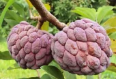 Red Sugar Apple Plants