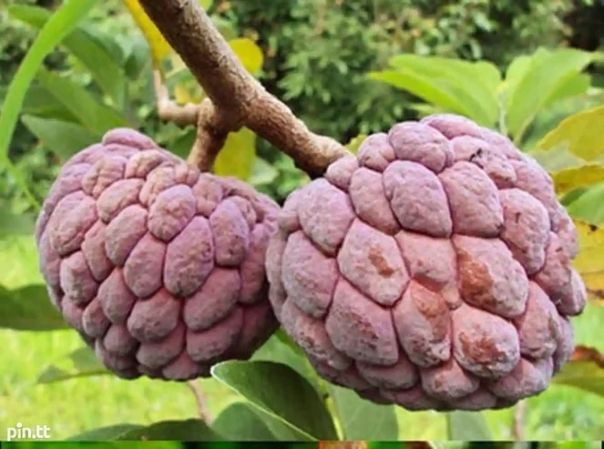 Red Sugar Apple Plants