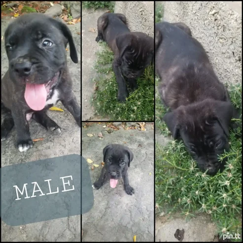 Cane Corso Puppies