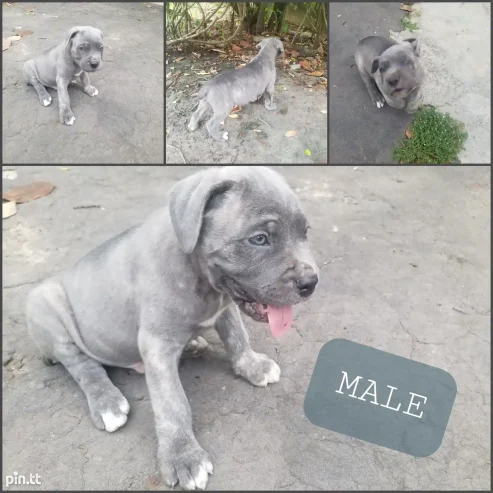 Cane Corso Puppies