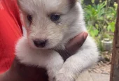 Husky pups