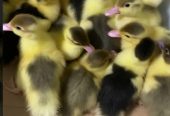 Muscovy Ducklings