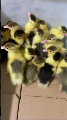 Muscovy Ducklings