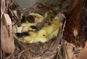 Muscovy Ducklings