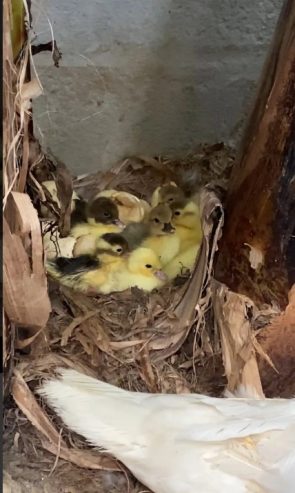 Muscovy Ducklings