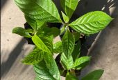 Baby Rabbits + Free Tricanthera Plant