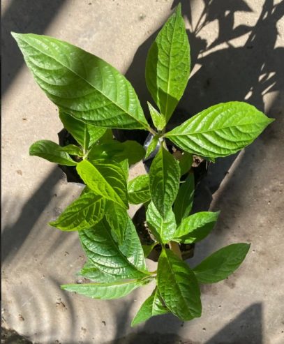 Baby Rabbits + Free Tricanthera Plant