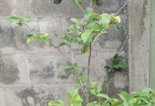 Red Sugar Apple Plants