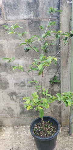 Red Sugar Apple Plants