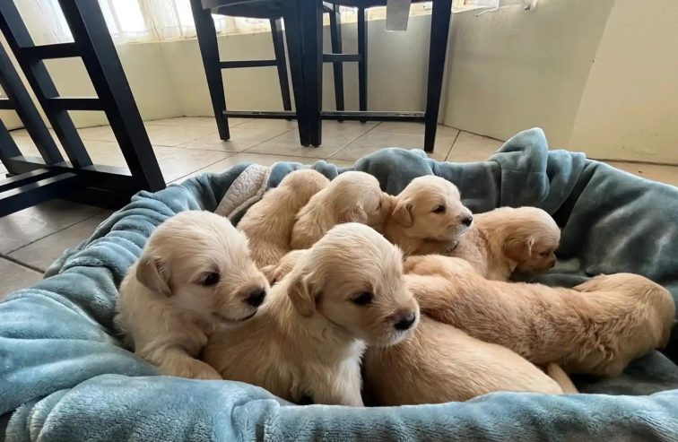 Golden retriever puppies