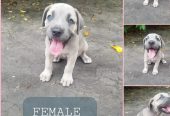 Cane Corso Puppies