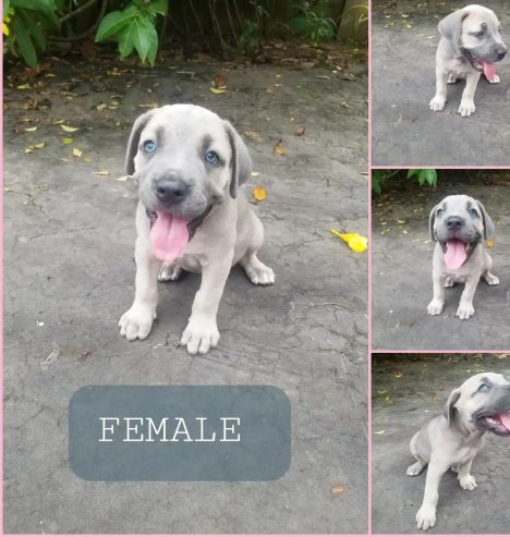 Cane Corso Puppies