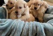 Golden retriever puppies