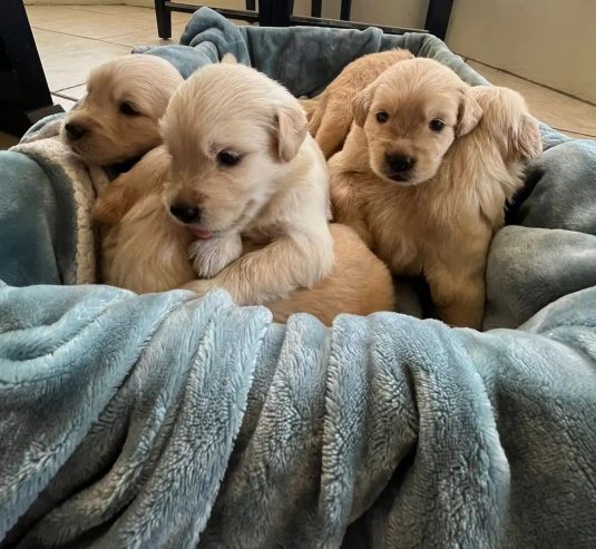 Golden retriever puppies