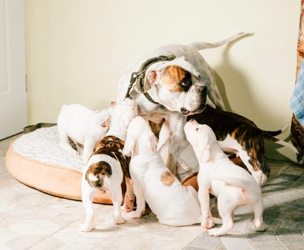 Pure bred American Bulldog Puppies.3.