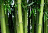 Bamboo prop for decking