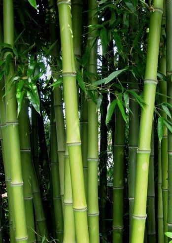 Bamboo prop for decking