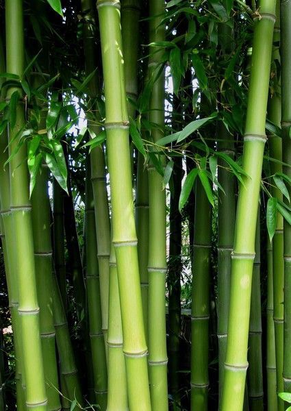 Bamboo prop for decking
