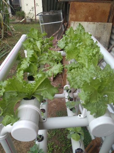 HYDROPONIC UNITS