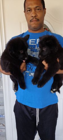 Black German Shepherd pups