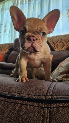 French bulldog