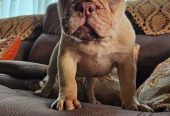 French bulldog