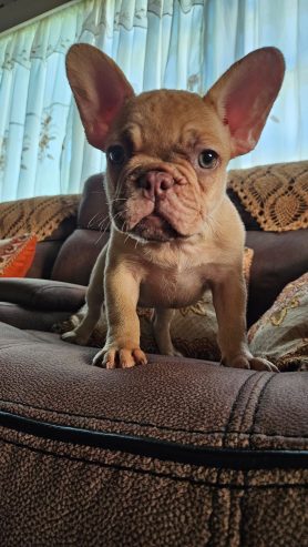 French bulldog