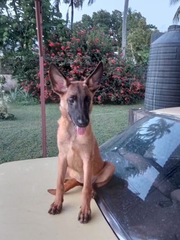 Impressive Malinois Female pup