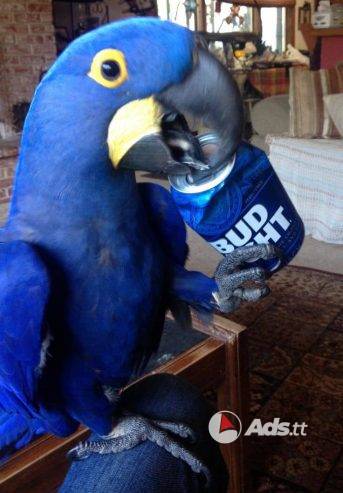 Pair Hyacinth Macaw Parrots