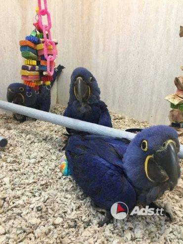 Pair Hyacinth Macaw Parrots