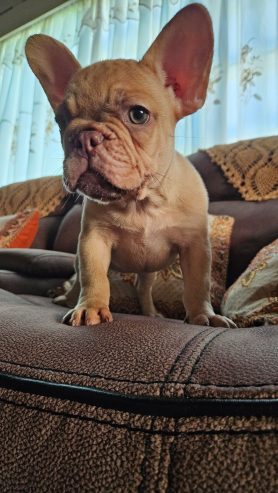 French bulldog