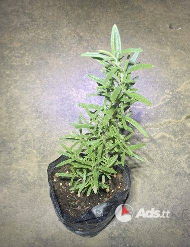 Rosemary Plants & Bundles