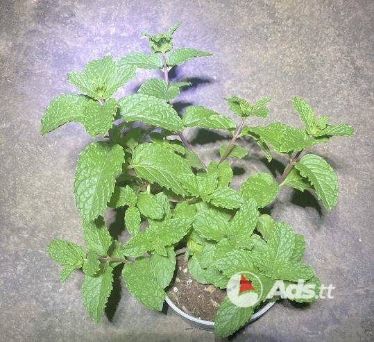 Peppermint Plant