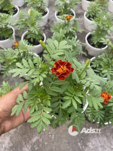 Marigold Flowers