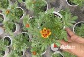 Marigold Flowers