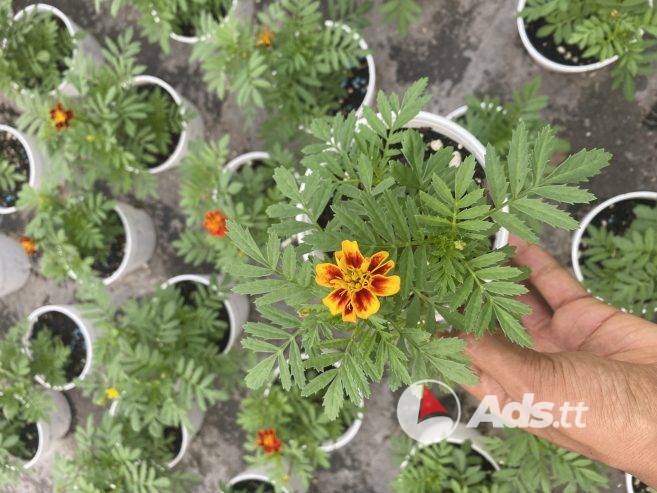 Marigold Flowers