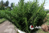 Rosemary Plants & Bundles