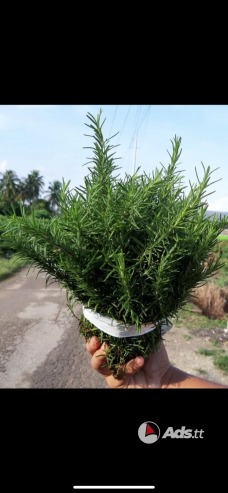 Rosemary Plants & Bundles