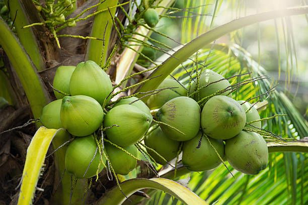 Coconuts wholesale