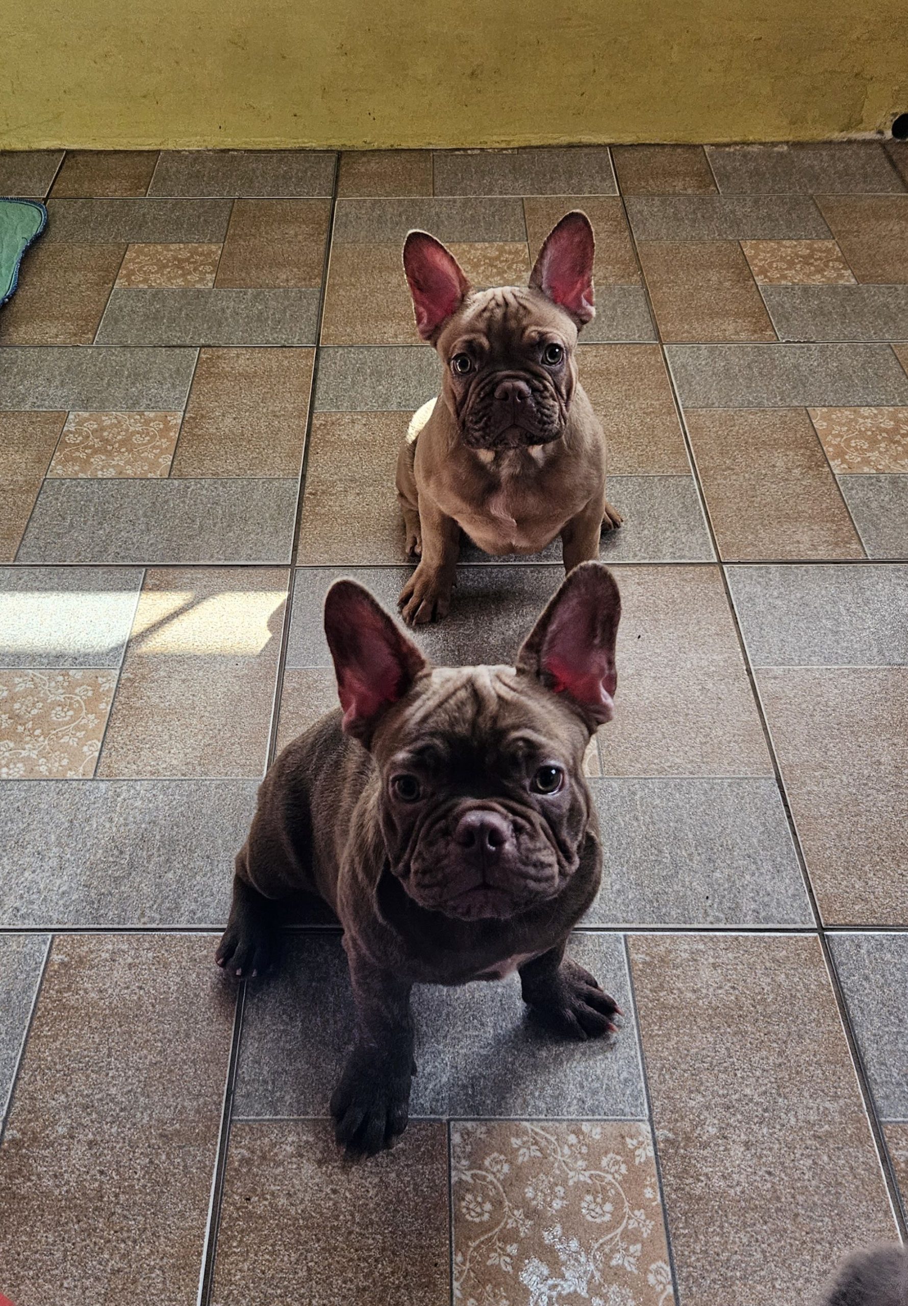 French bulldog puppies